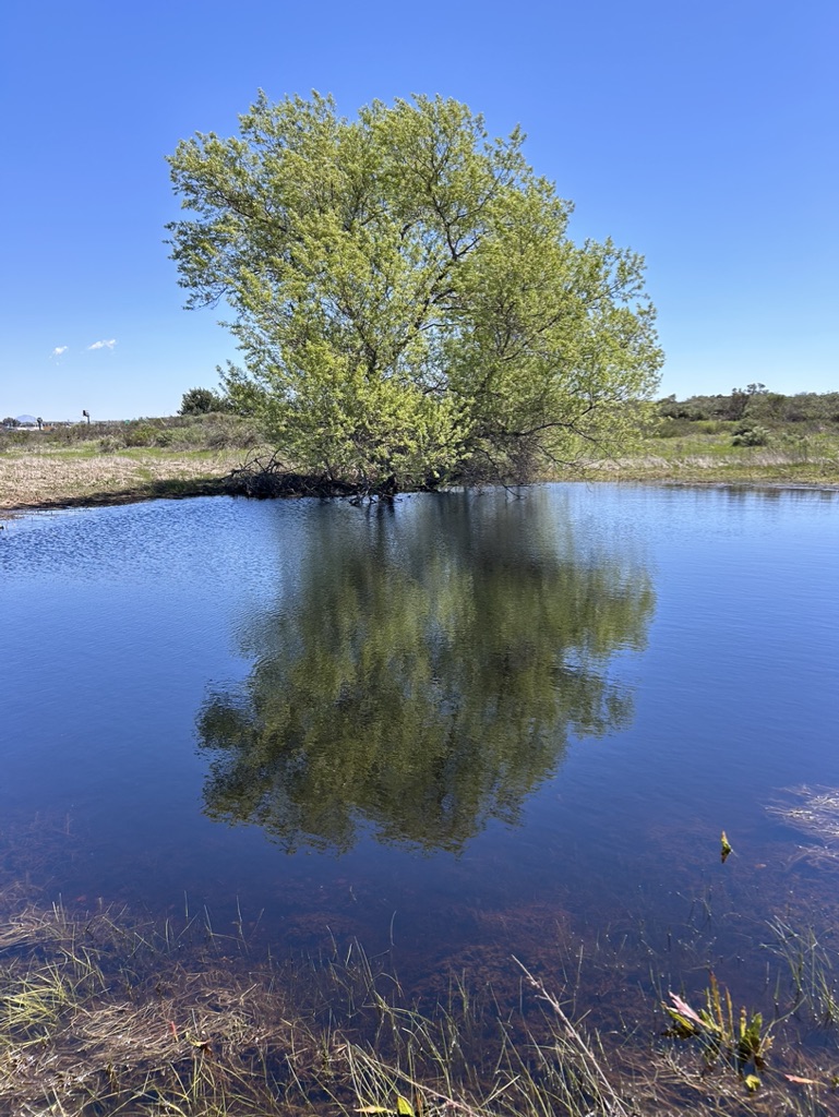 Peppertree