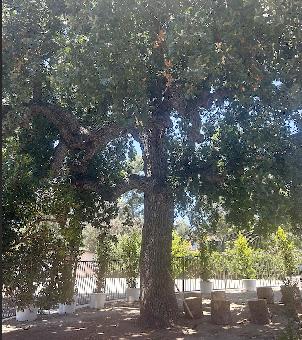 Valley Oak (Quercus Lobata)