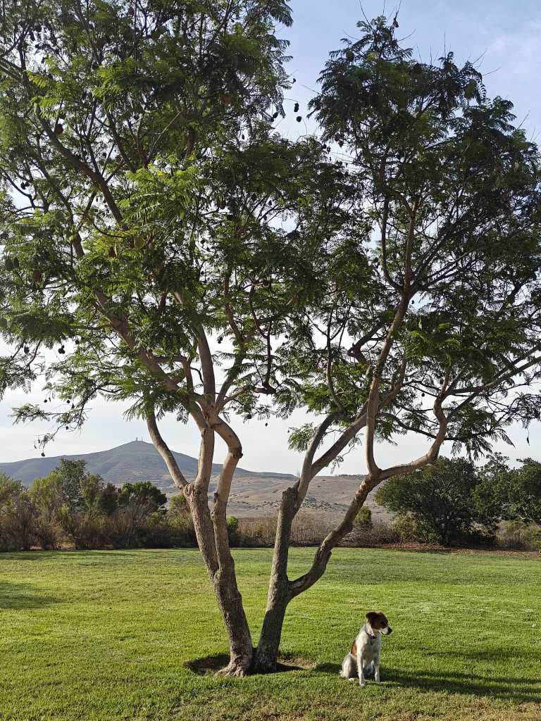 Jacaranda