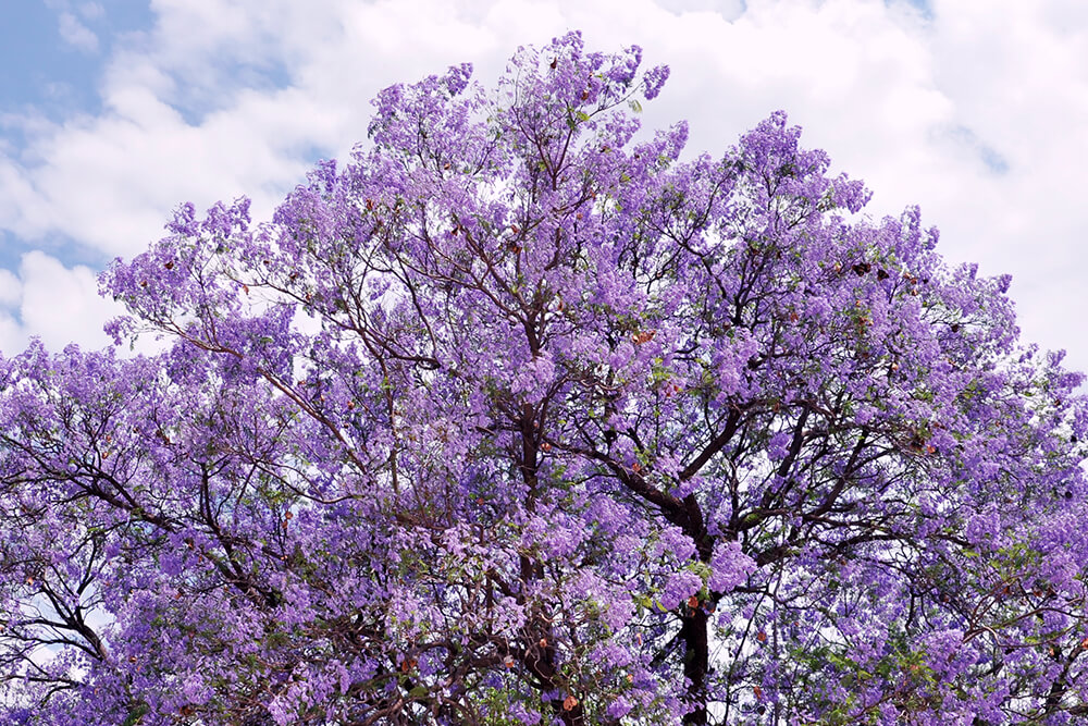 Jacaranda