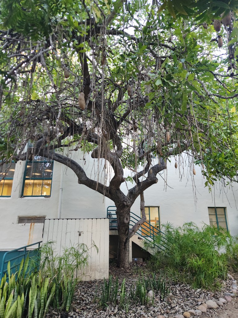 Sausage Tree (Kigelia africana)