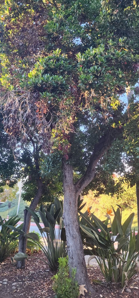 Madrones