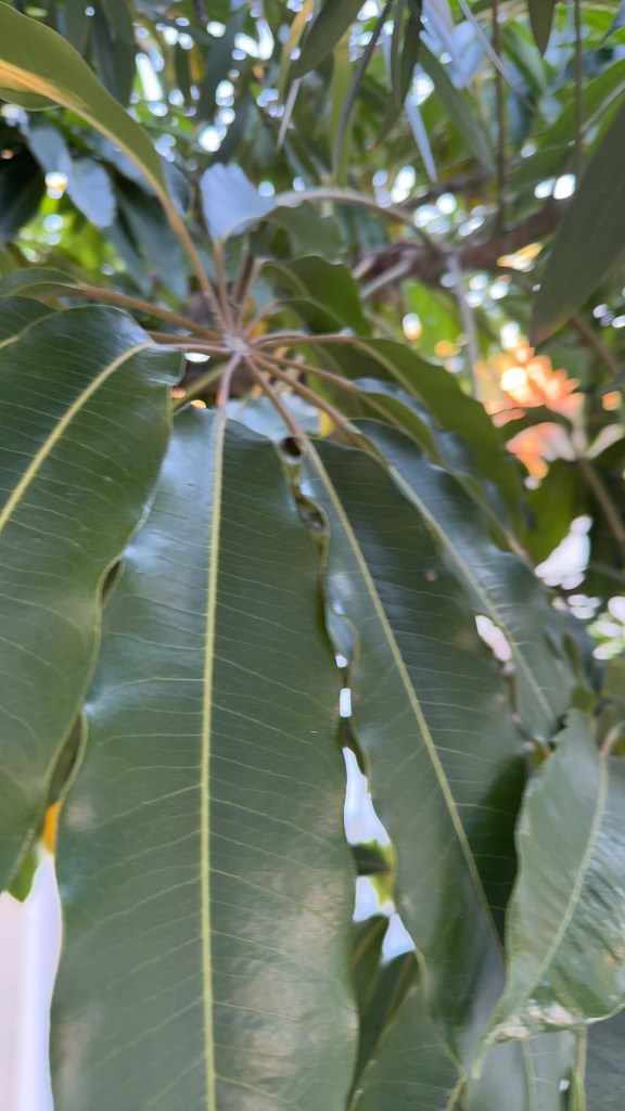Australian Umbrella Tree