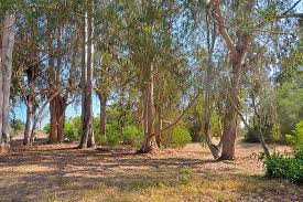 Eucalyptus