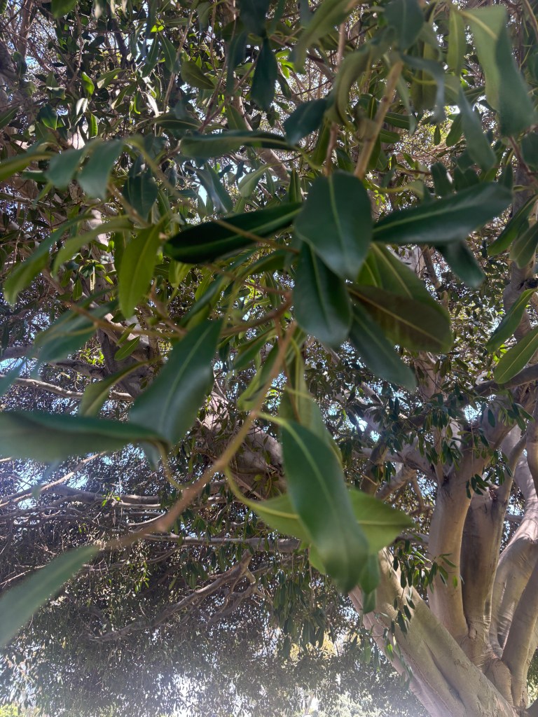 Indian Laurel Fig