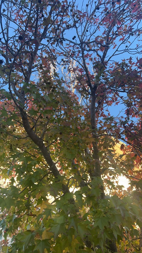 Western Sycamore