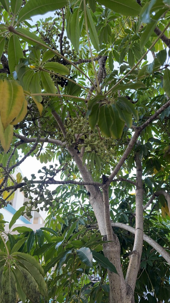 Australian Umbrella Tree