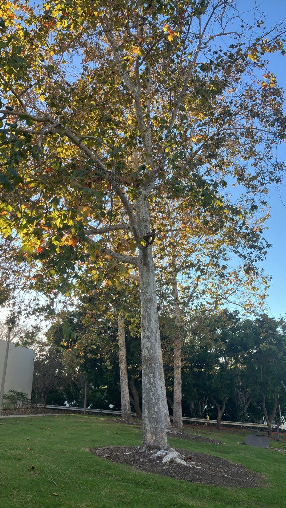 Sycamore