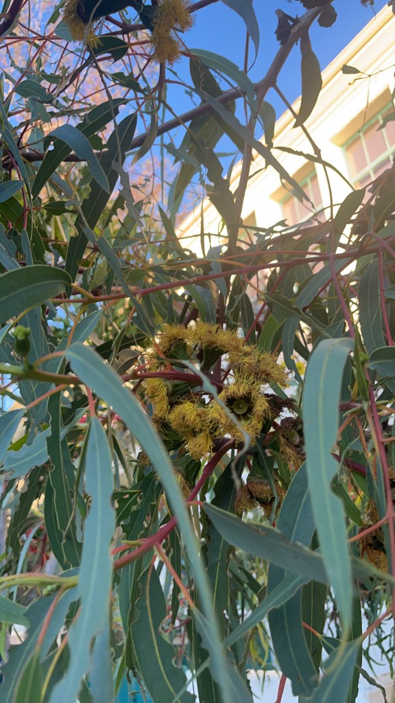 Red Capped Gum