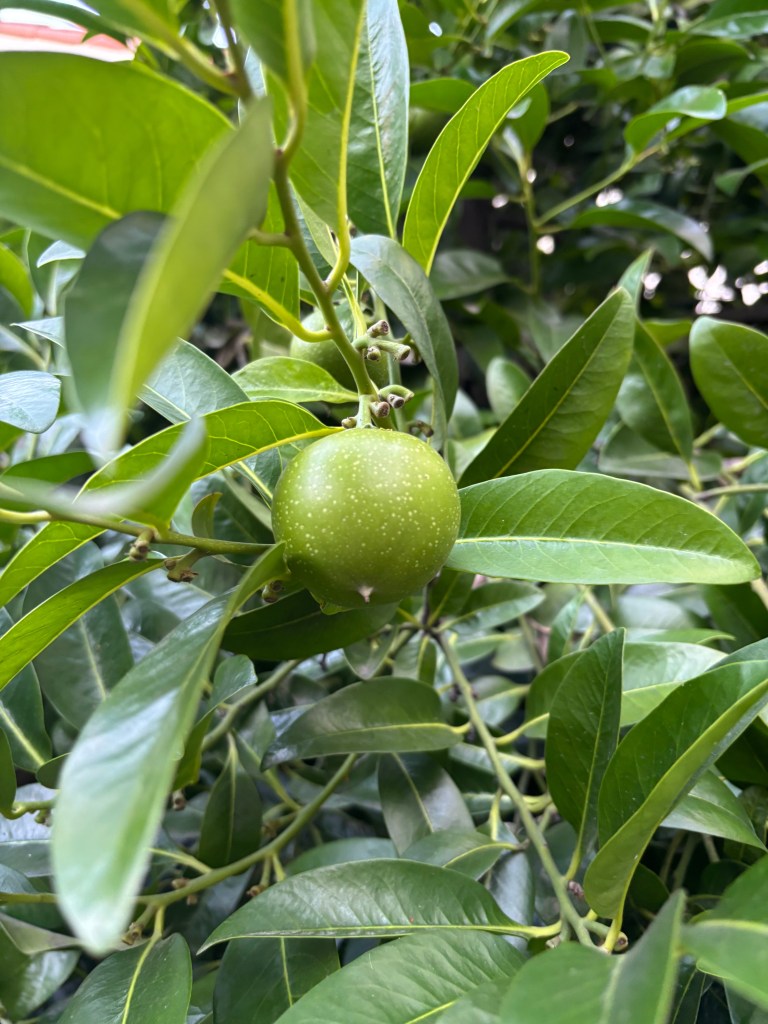 Black Sapote