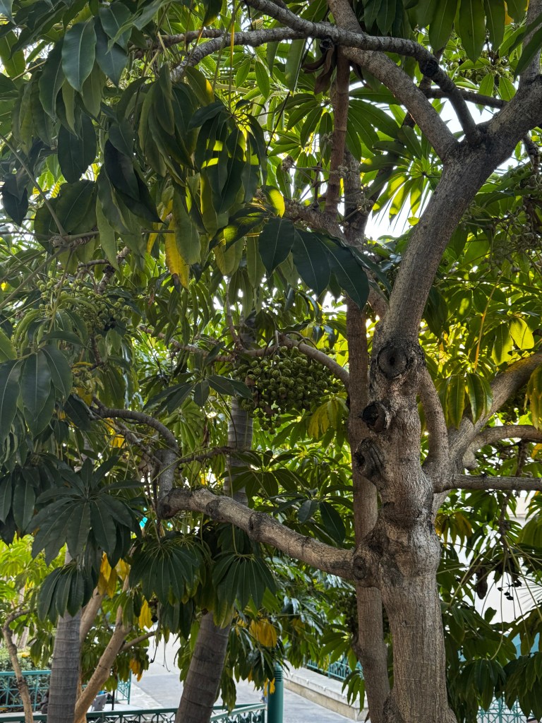 Australian Umbrella Tree