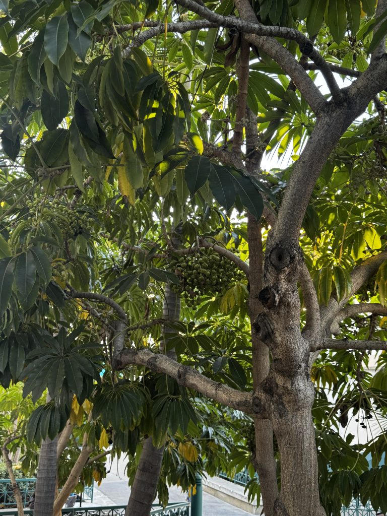 Australian Umbrella Tree
