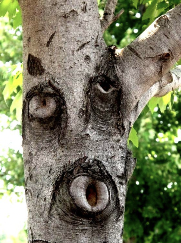 Close-up of a tree trunk displaying textured bark with natural patterns that resemble facial features, set against a backdrop of green leaves.
