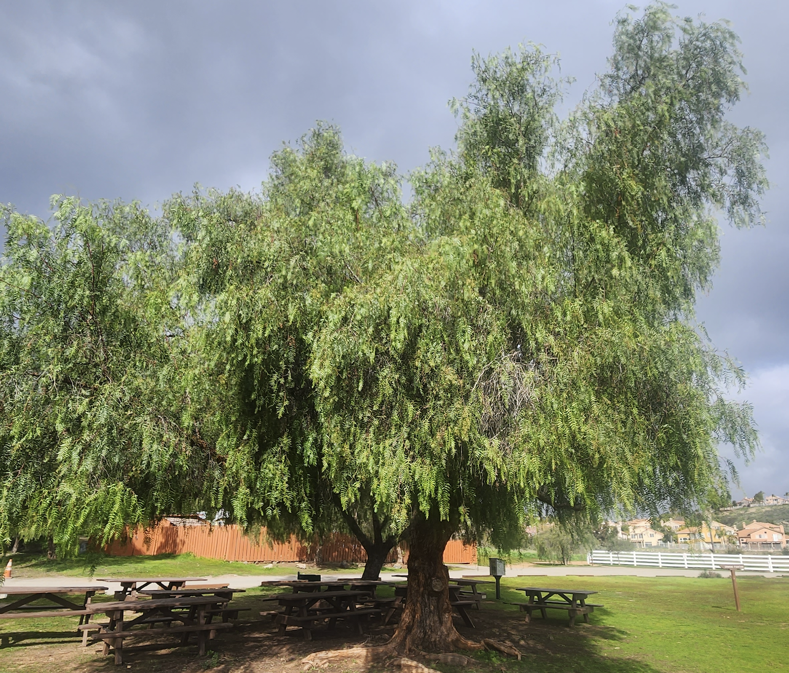 A large, mature tree with lush green foliage providing shade over several picnic tables in a park, set against a backdrop of gray skies.