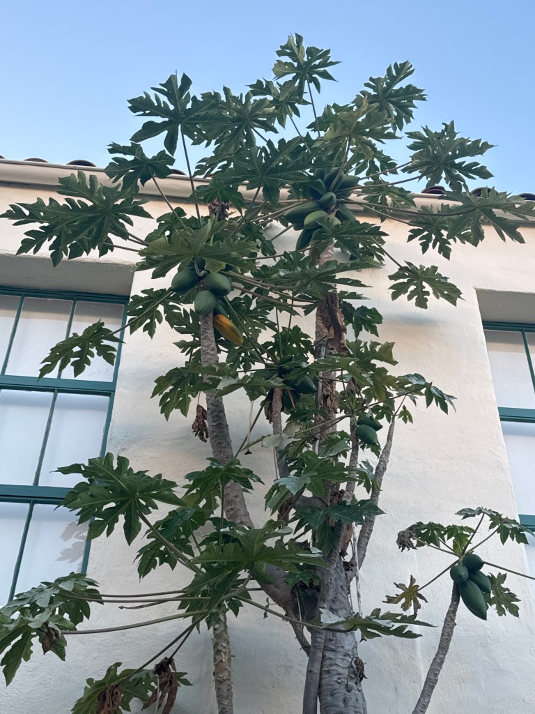 Papaya