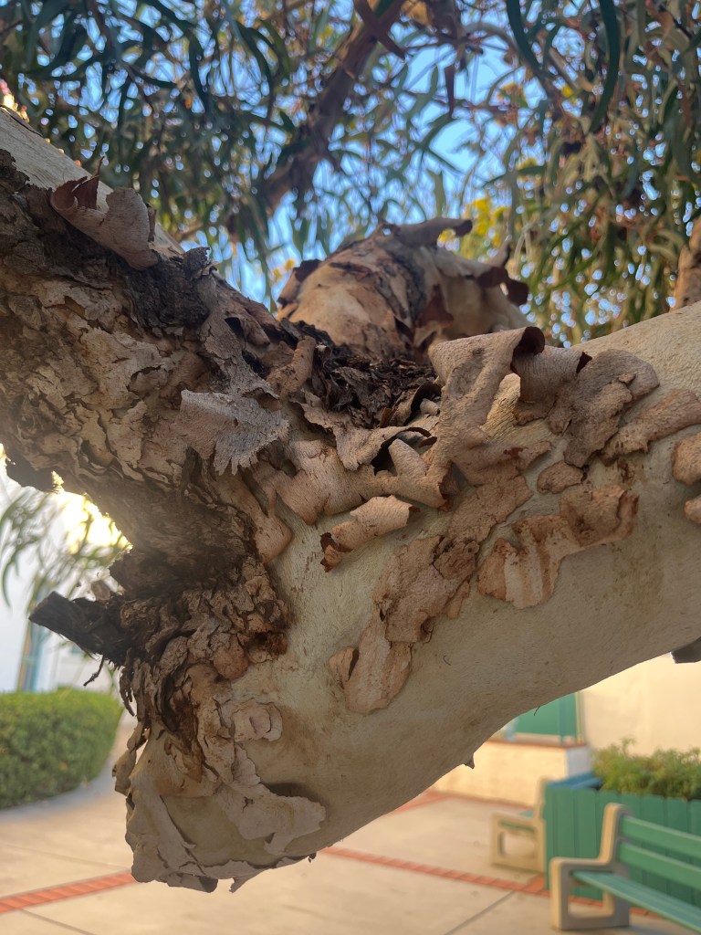 Red Capped Gum