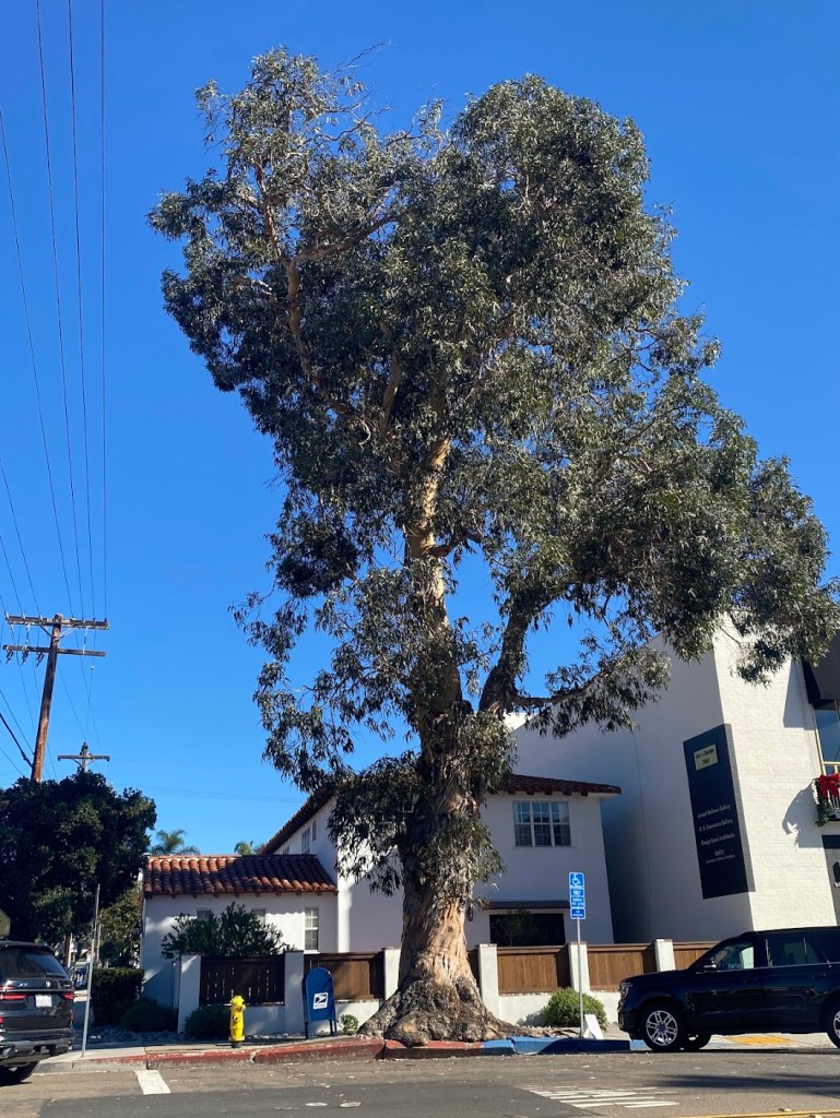 Eucalyptus