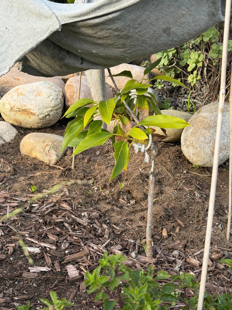 Persea Americana 'Little Cado'