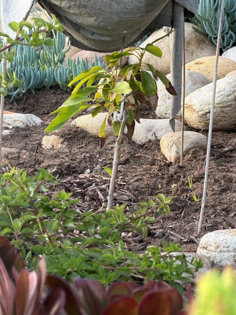 Persea Americana 'Little Cado'