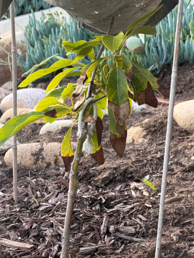 Persea Americana 'Little Cado'