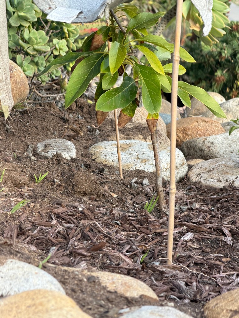 Persea Americana 'Little Cado'
