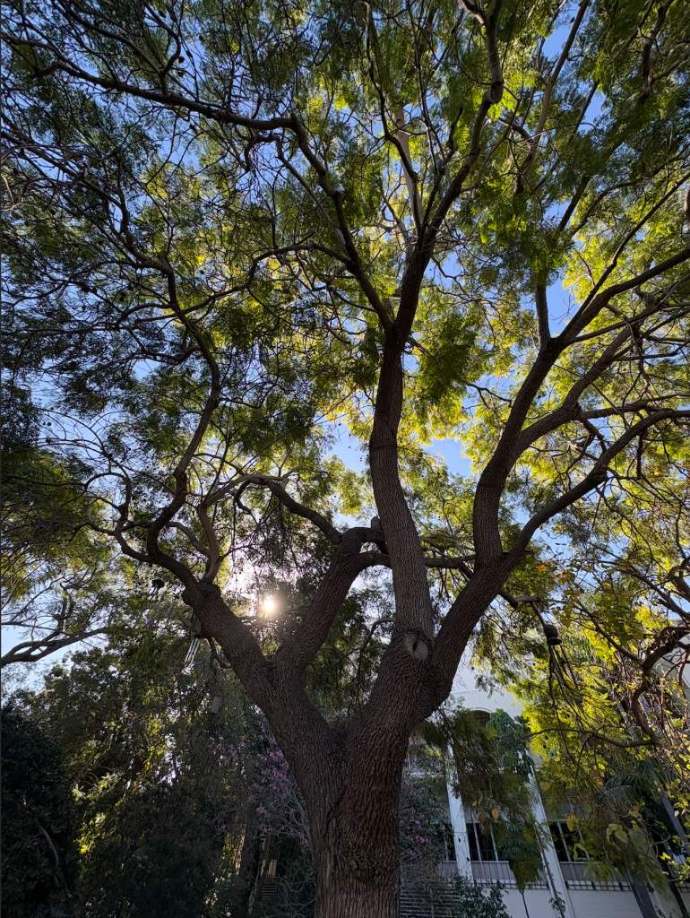 Jacaranda