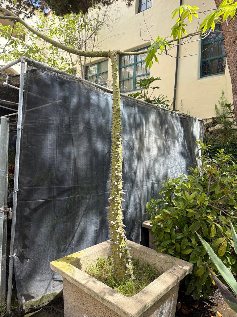 Ceiba Speciosa